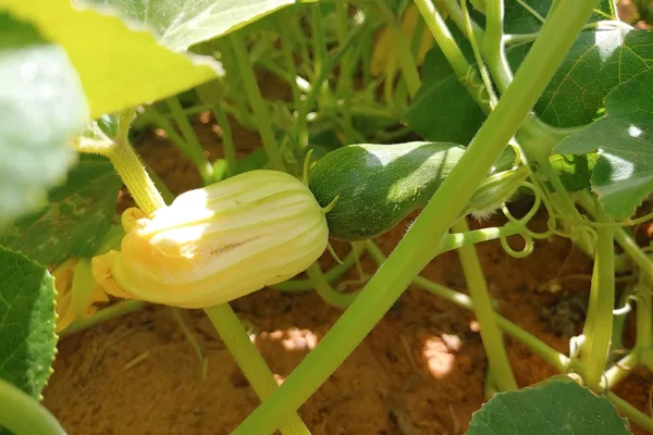 farm-1